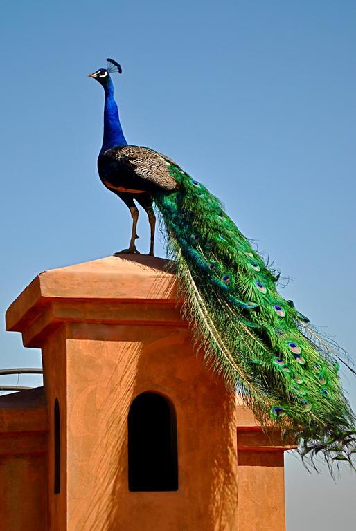 Riad Al Mendili Private Resort & Spa Had Abdallah Rhiat Zewnętrze zdjęcie